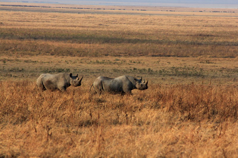 Черные носороги в кратере НгороНгоро