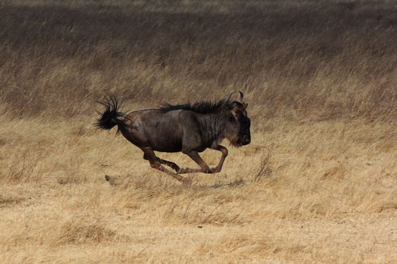 Антилопа гну во время бега, сафари НгороНгоро