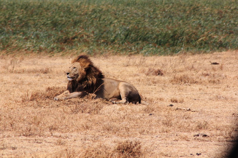 Царь зверей лев на сафари, Нгоро-Нгоро