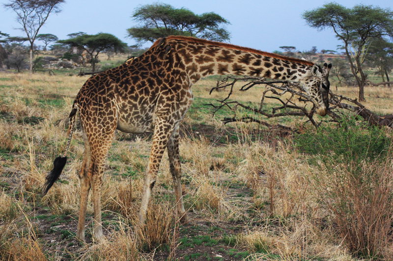 жираф на сафари в Африке