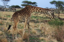 Национальный парк Серенгети, Танзания