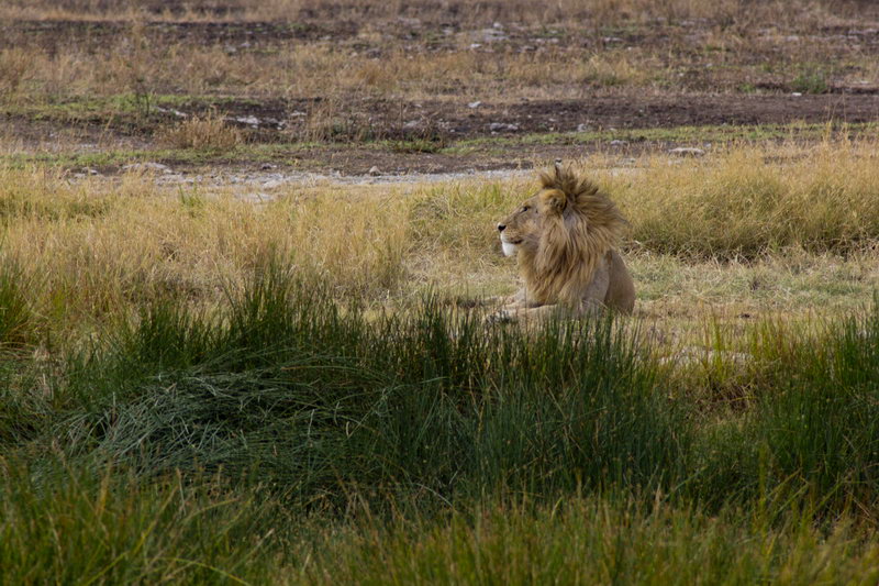 Царь зверей лев