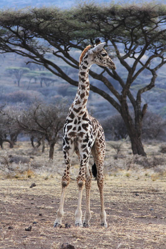 Почти белый жираф