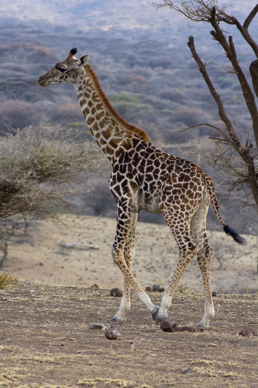 Жираф в Серенгети