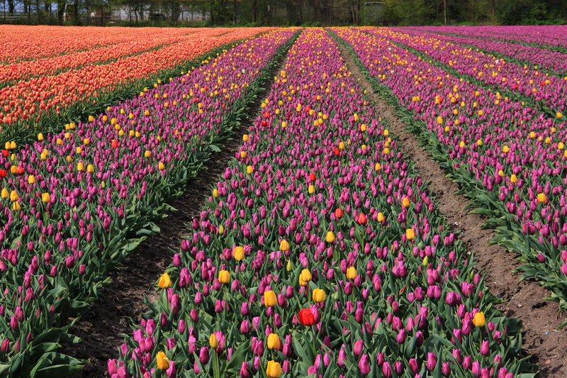 тюльпановые поля, Голландия
