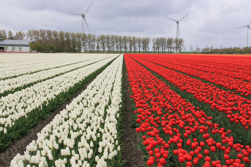 тюльпановые поля, Голландия, флаг Польши