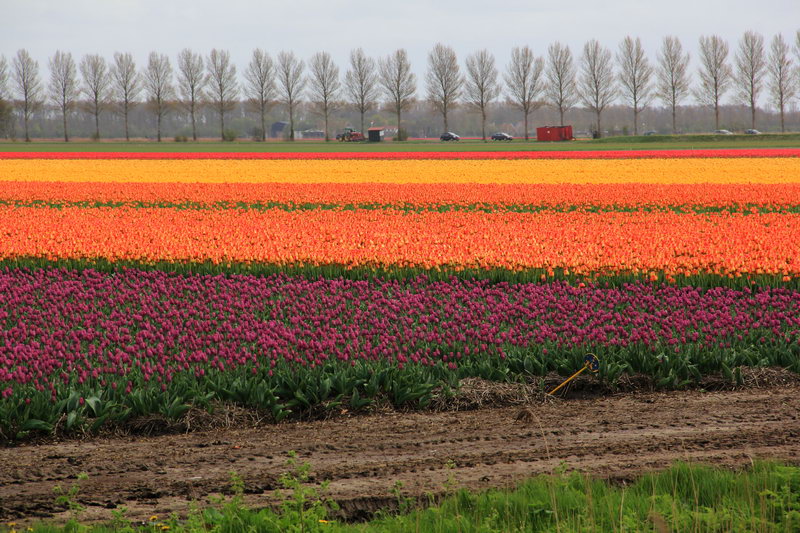 тюльпановые поля, Голландия