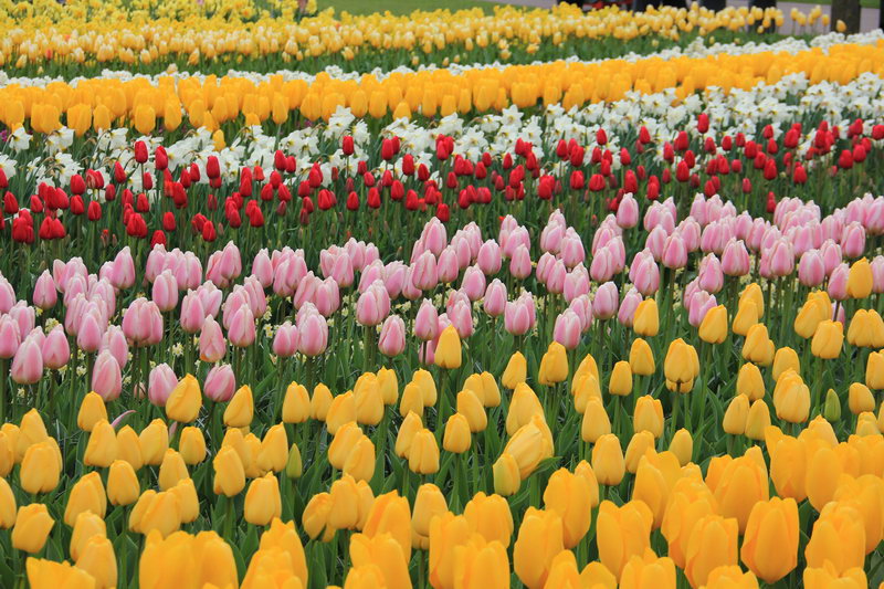 тюльпаны, весна, Голландия
