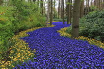 Весна в Нидерландах - тюльпанное безумие