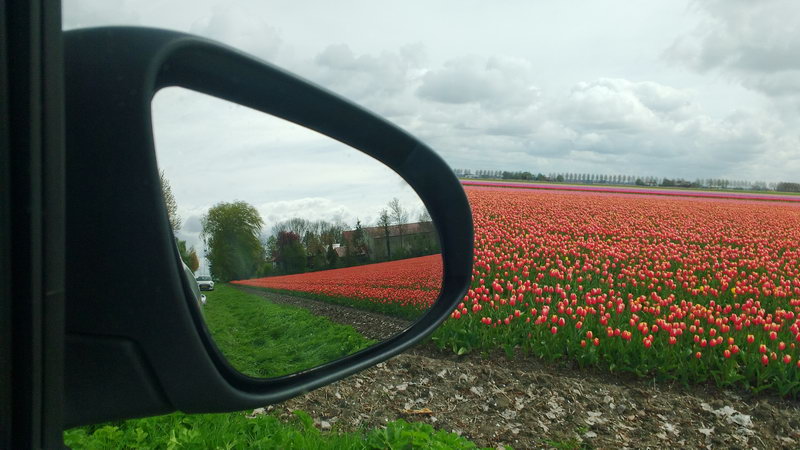 тюльпановые поля, Голландия, Нидерланды