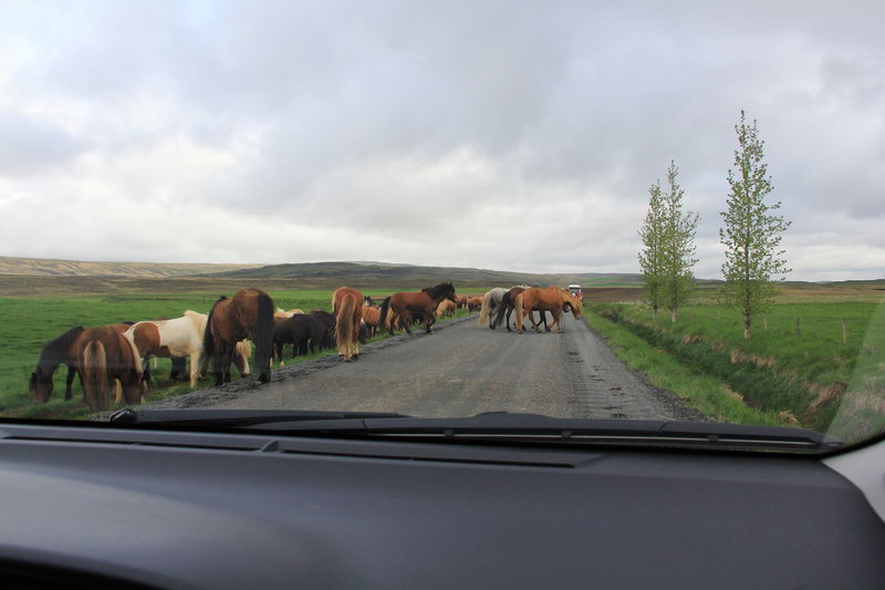 Животные на дорогах Исландии, путешествуя на машине будьте осторожны