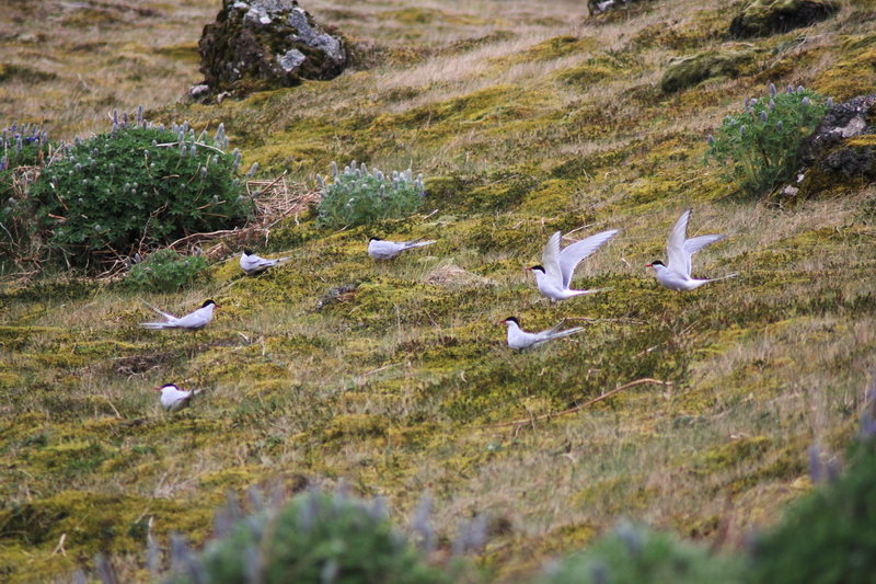 гнездовья полярных крачек, Исландия
