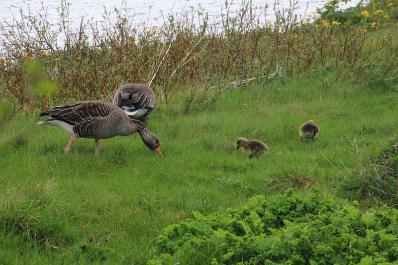Дикие гуси в парке Тингвеллир, Исландия