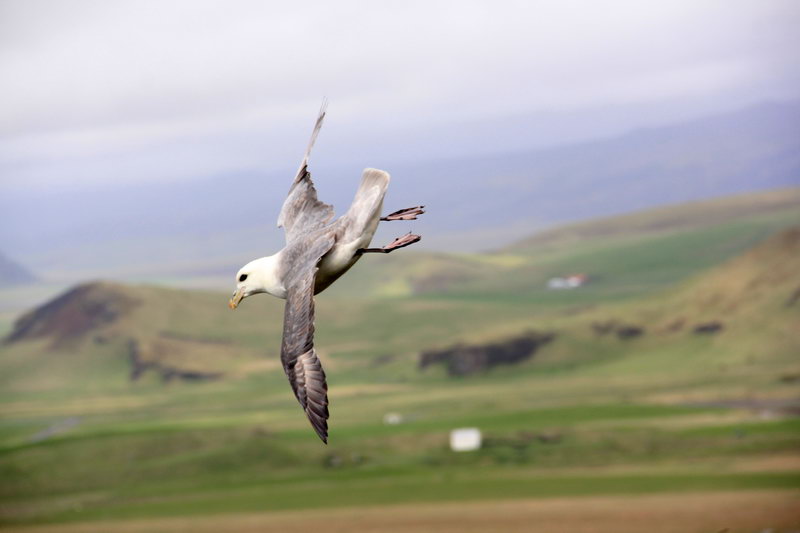чайки в Исландии