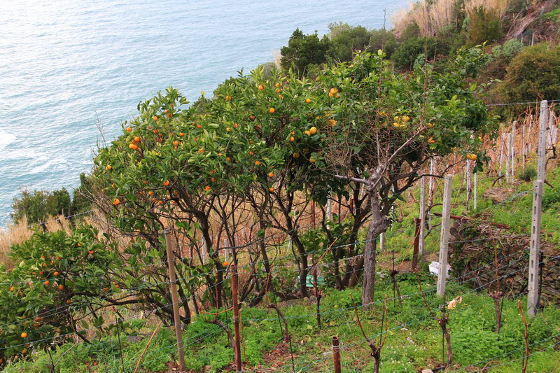 Цитрусовые сады на склонах вдоль тропы Чинква Терре, Италия