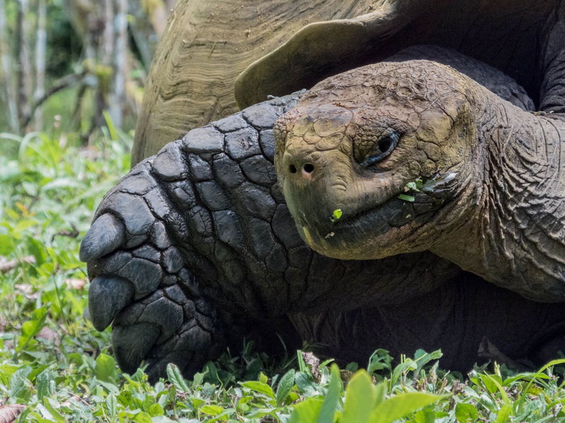 Галапагоские острова и гигантская черепаха