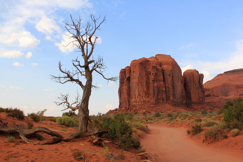 Сухое дерево в каменной пустыне долины Монументов
